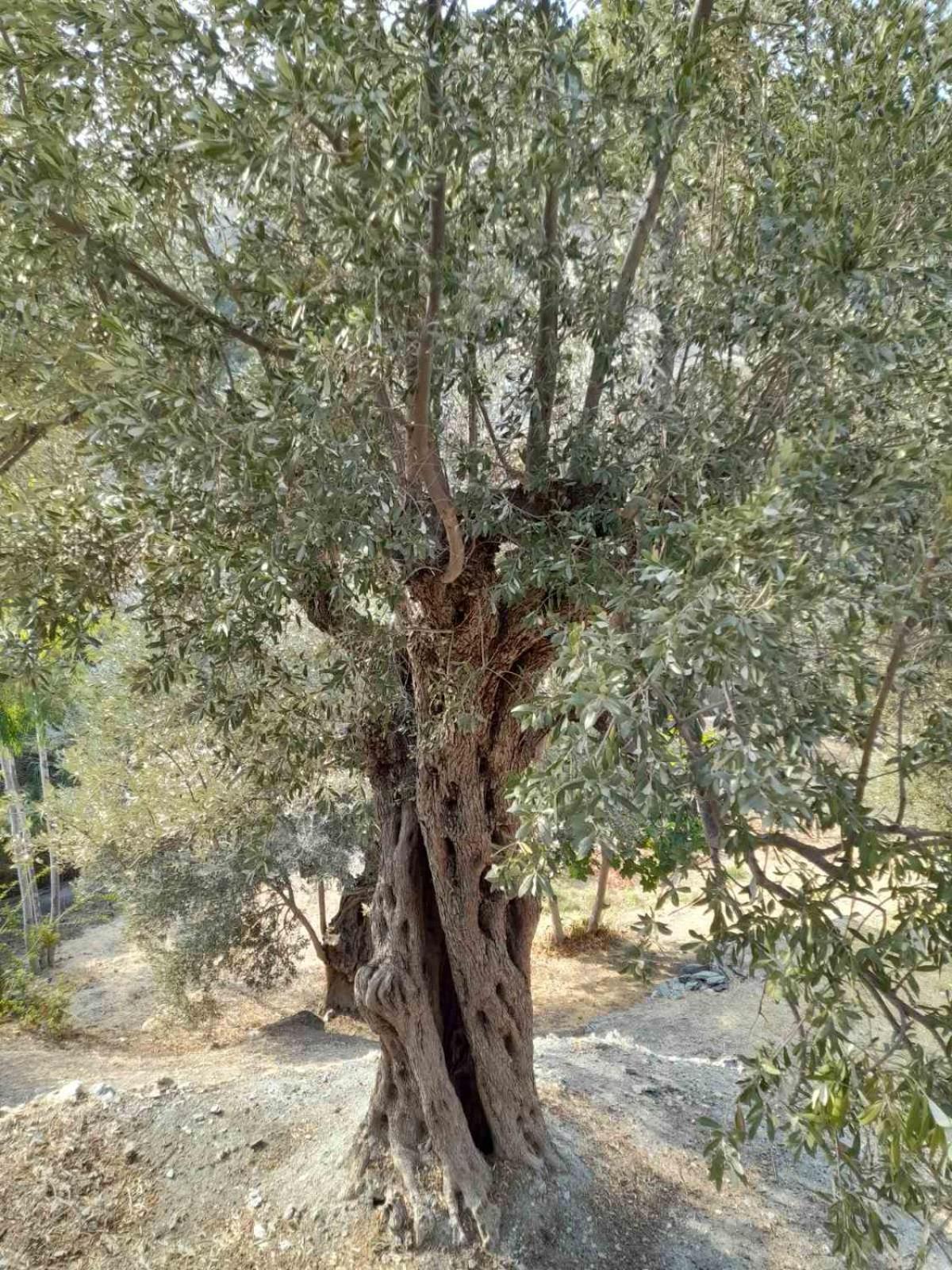Δωμάτια Κόκκινος Πύργος Plomari Exteriér fotografie
